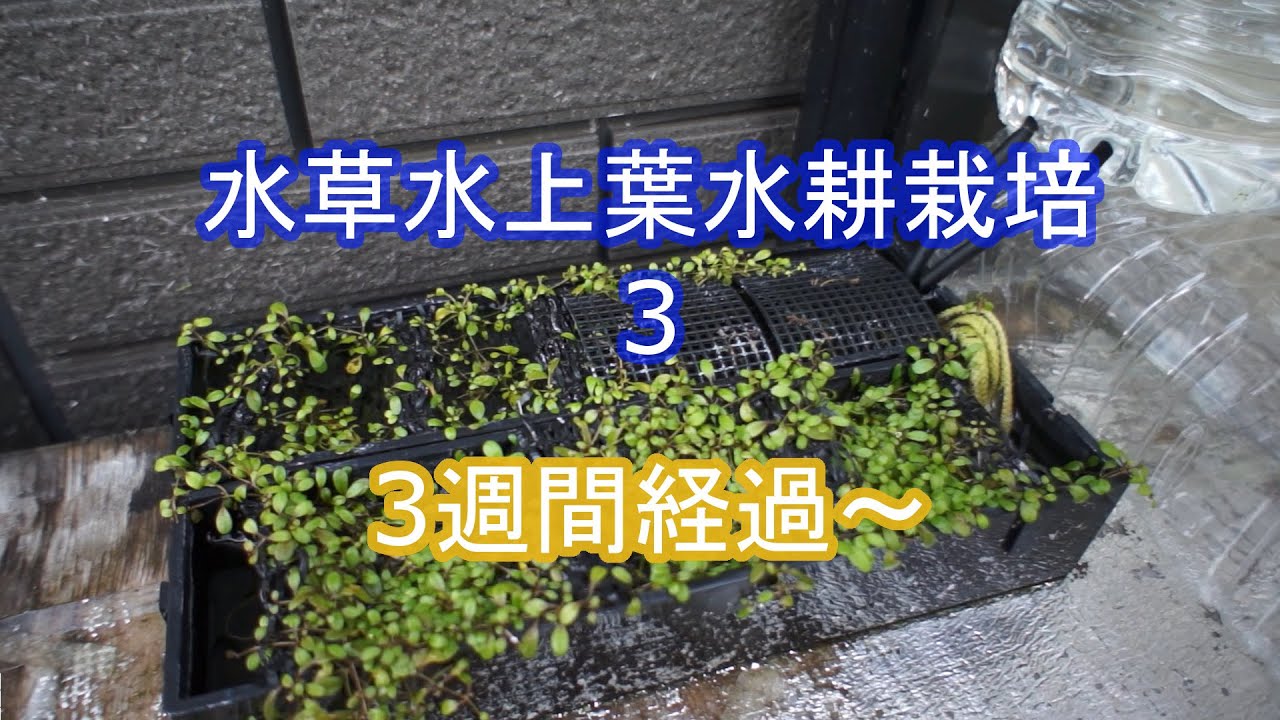 水草水上葉の水耕栽培3 Youtube