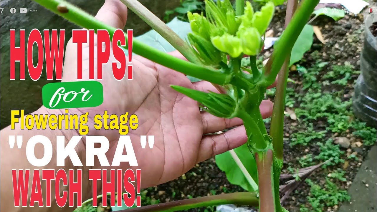 OKRA PLANTS/ PRUNING and APPLYING ESSENTIAL NUTRIENTS FOR FLOWERING