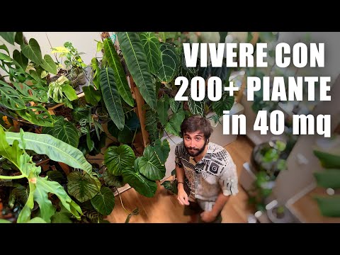 Video: Piante d'appartamento rare - Le piante d'appartamento più costose del mondo