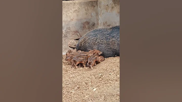 Lovely Piglets With Wild Boar 🐗 #warthog #pig #boar #hog #viral #animal #wildpig #wildboar #wildlife