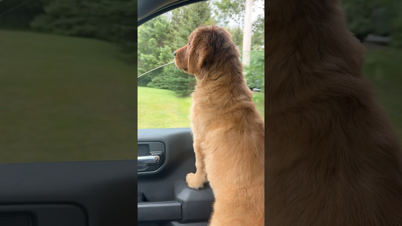 Trying out the window! #carride #windowseat #puppy #goldenretriever #goldenpuppy