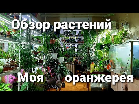 Обзор растений / Моя цветочная оранжерея в квартире