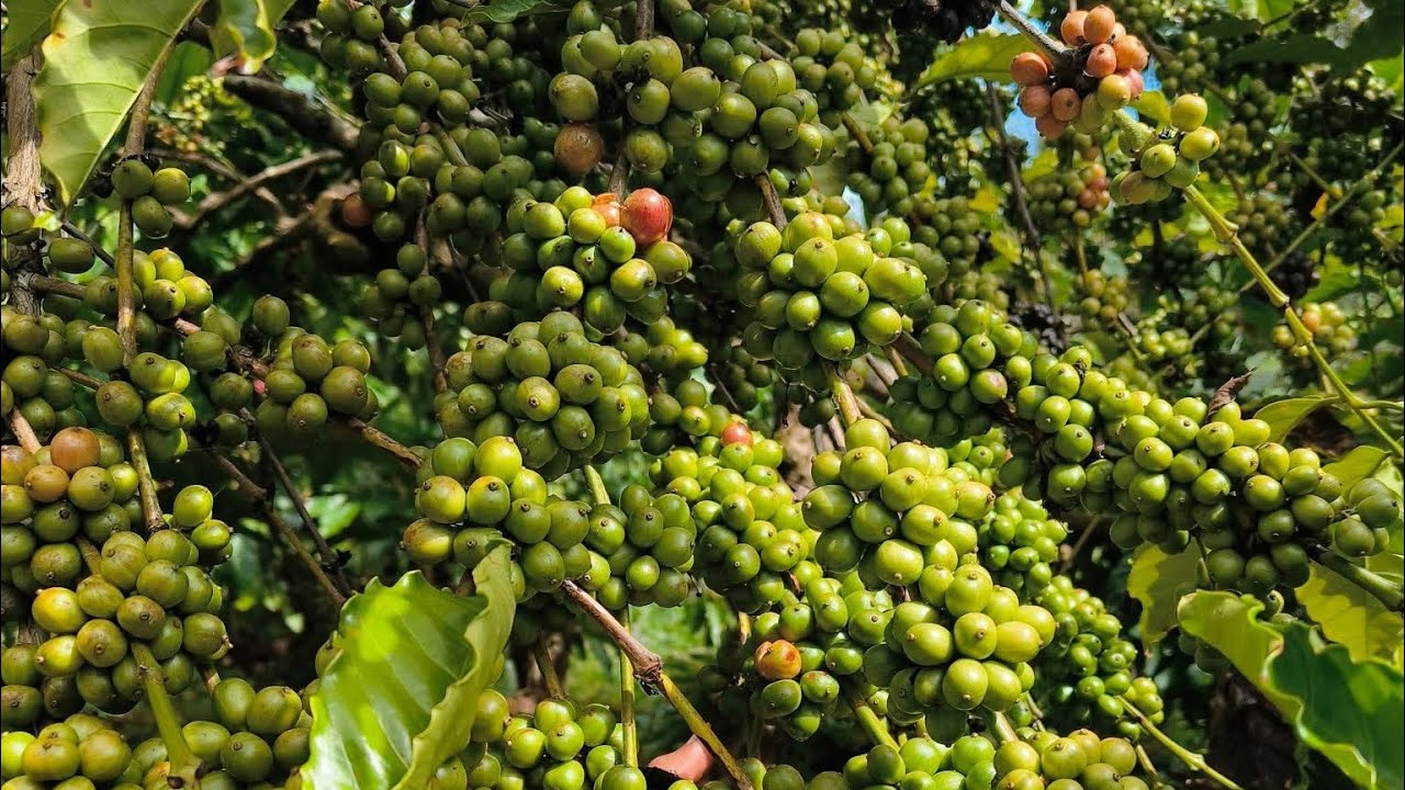Đi Hái Cà Khoáng Mùa Cà Phê | Thu Hoạch Cà Phê Mùa Mưa Bão