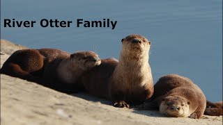River Otter Big Family Morning Fishing, Napping, Rolling Around