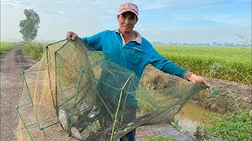 Thăm Lú ( 12 Cửa Ngục) • Trúng Đậm Cá Trê Cá Lóc Và Nhiều Loại Cá Đồng | Bông Lúa Đồng Tháp