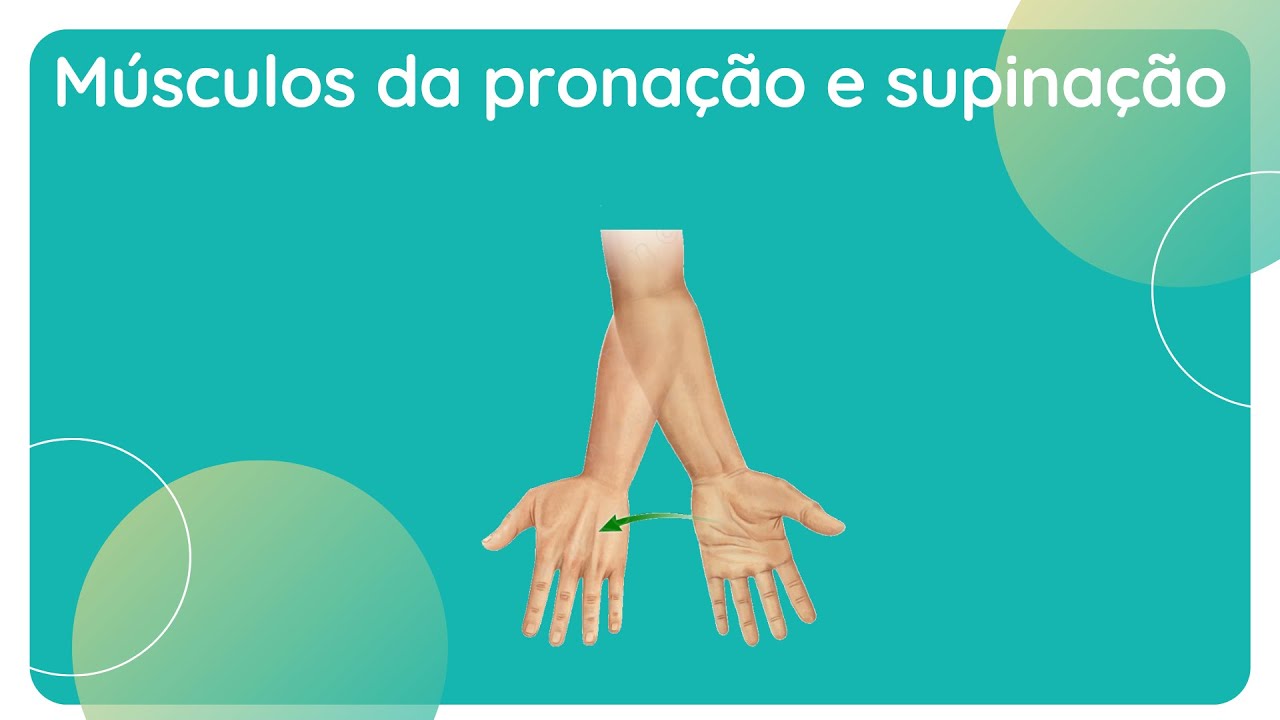 Qual É O Principal Músculo Que Faz Supinação E Pronação Do Antebraço?