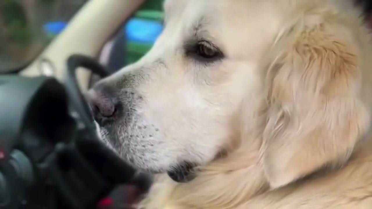 Владельцы собак-спасателей, остерегайтесь этой скрытой проблемы