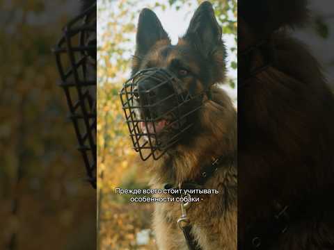 Как подобрать своей собаке намордник? #shorts #собаки #намордник