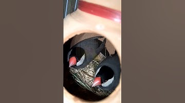 "Close-Up of Cute Java Sparrows in Nest | #BugdieLoveNest"