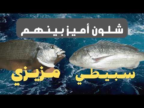 شلون أفرق بين السبيطي والمزيري وشنو أفضل ترديعة له