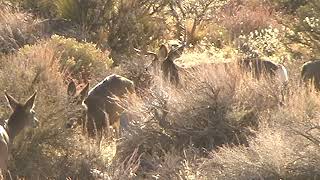 Rock 194 Mule Deer in Owens Valley zone X9B Part 1