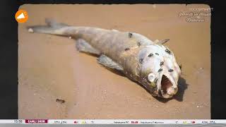 Spor Smart Reklam Kuşağı - 4 Temmuz 2025