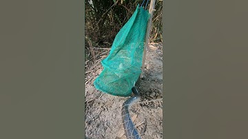 Easy Snake Trap Using Baby Chicken & Nets 🐍🏹#shorts