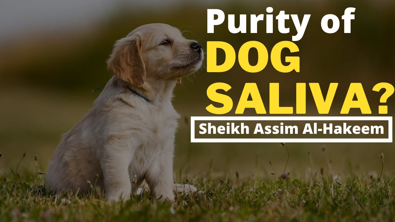 Is Dog Saliva Pure? Sheikh Assim Al Hakeem YouTube