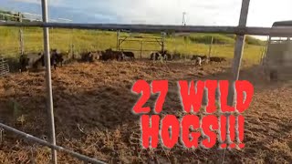 Trapped 27 wild hogs and your Sunday morning wild hog report with Muddyfeet