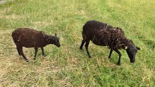 Real Sheep Sound Effects - FREE VIDEO if subscribe to this YouTube channel