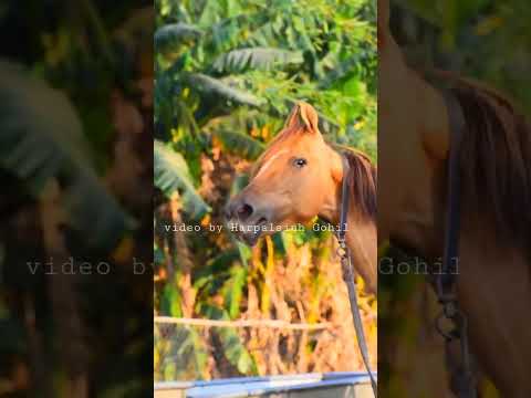 Kathiyavadi Ghodi Ki