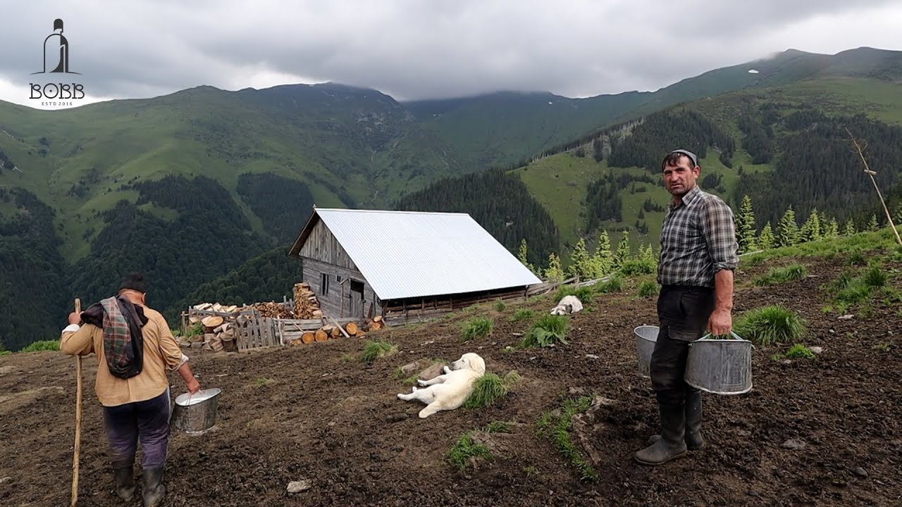 La stâna lui Ion Ursa din Poiana Rotundă, Munții Rodnei | PAGUBĂ MARE facută de LUPI peste 100 de oi