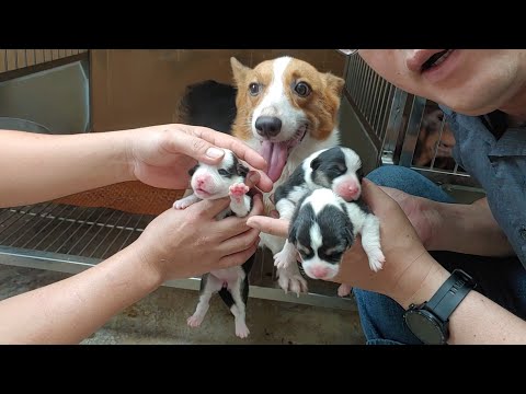 Video Cột đuôi cho Chó. Cách cột đuôi cho Chó tự làm tại nhà. - youtube