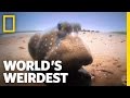 Fish Battle on Land | World's Weirdest