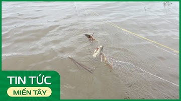 Cá rô đồng mùa nước nổi | THDT