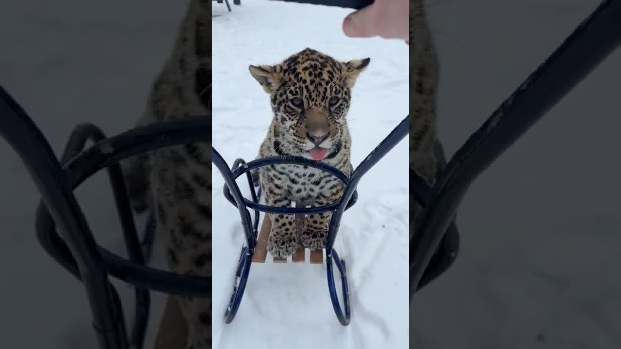 Кто стащил покрывало? 