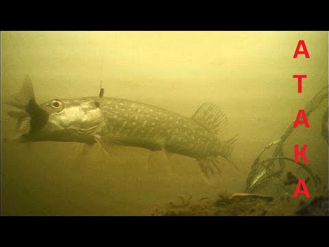 Щука на живца. Атака щуки! Подводная съёмка.