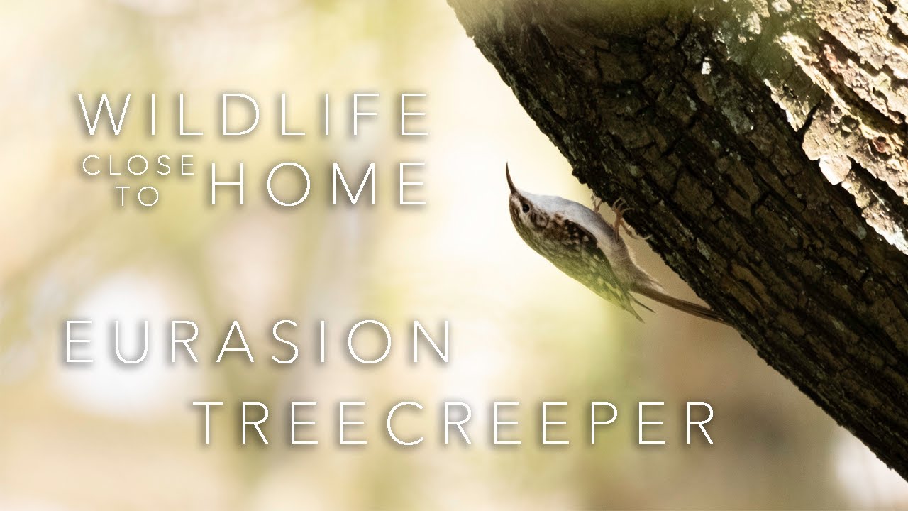 Wildlife close to home! Eurasian Treecreeper 