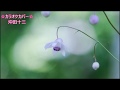 赤いすずらん/真木ことみ  カラオケカバー(+5)