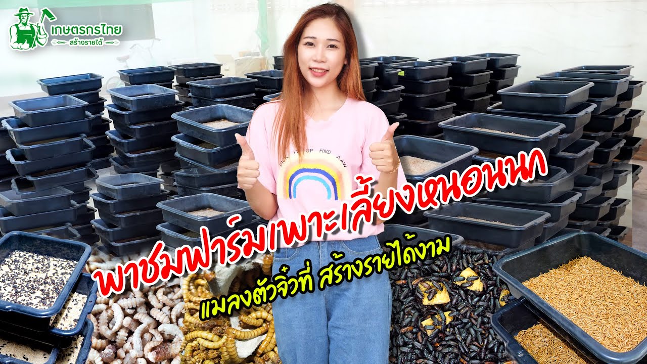 พาชมฟาร์มเพาะเลี้ยงหนอนนก แมลงตัวจิ๋วที่ สร้างรายได้สูง l  เกษตรกรไทย สร้างรายได้ Ep176