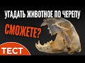 Тест: сможете угадать животное по черепу?