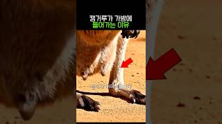 캥거루가 가방에 들어가는 이유