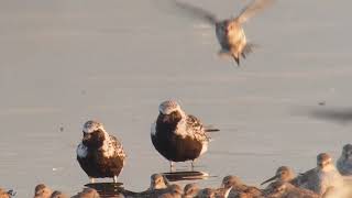 Krombekstrandloper, Bonte Strandloper, Zilverplevier, Rosse Grutto, Vogelen Met Paul Saager 37