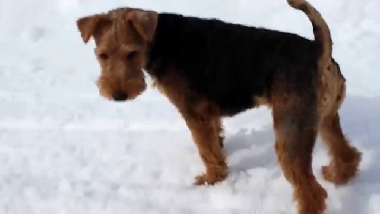 Вельштерьер Голден Анвен Живанши