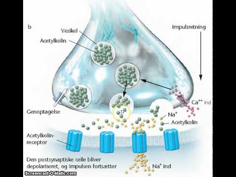 Video: Forskellen Mellem Ophidsende Og Hæmmende Neurotransmittere