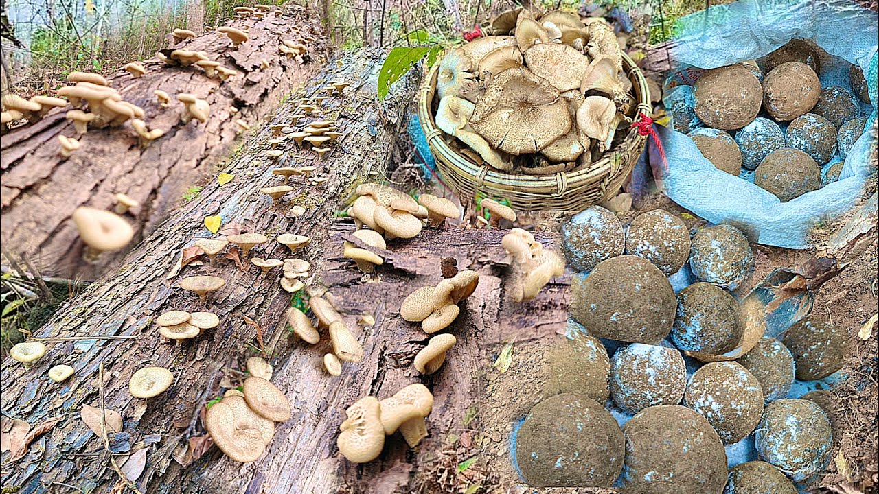 ว๊าวๆพอฝนตกเห็ดกะออกเห็ดบดเห็ดลมออกใหม่ดอกหนาๆใหญ่ๆงามๆหมานเต็มตะกร้าเลยครับ2/มีค/69