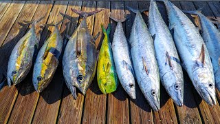 EPIC Deep Sea Fishing MIAMI! Catch Clean Cook (Tuna, Kingfish, Dolphin, Sailfish) screenshot 5