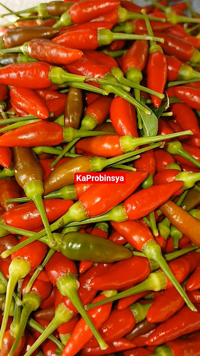 Chili Harvest #kaprobinsya #chili #sili #shortsviral