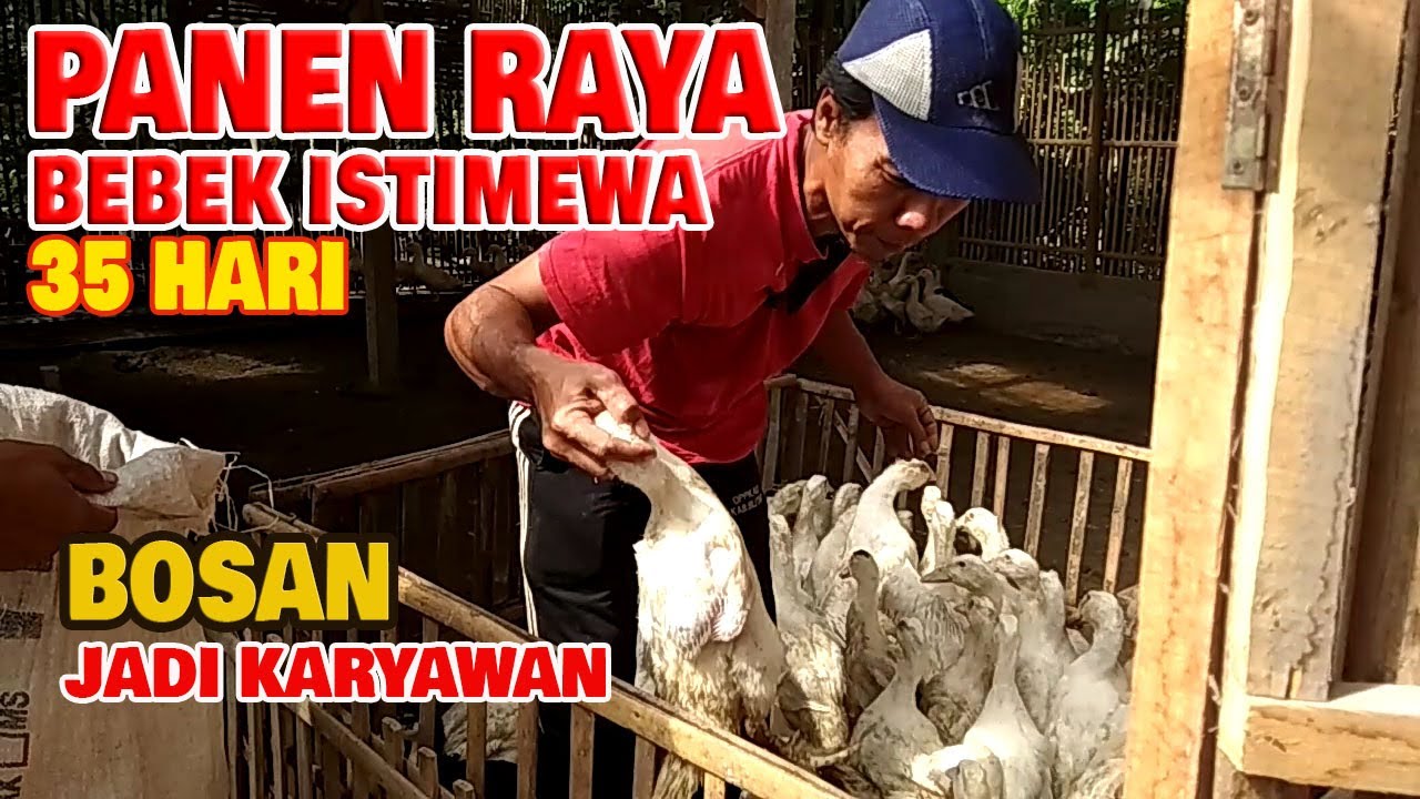 WOW ! Luar Biasa ! Panen Raya Ternak Bebek Peking usia 35 Hari. Sistem