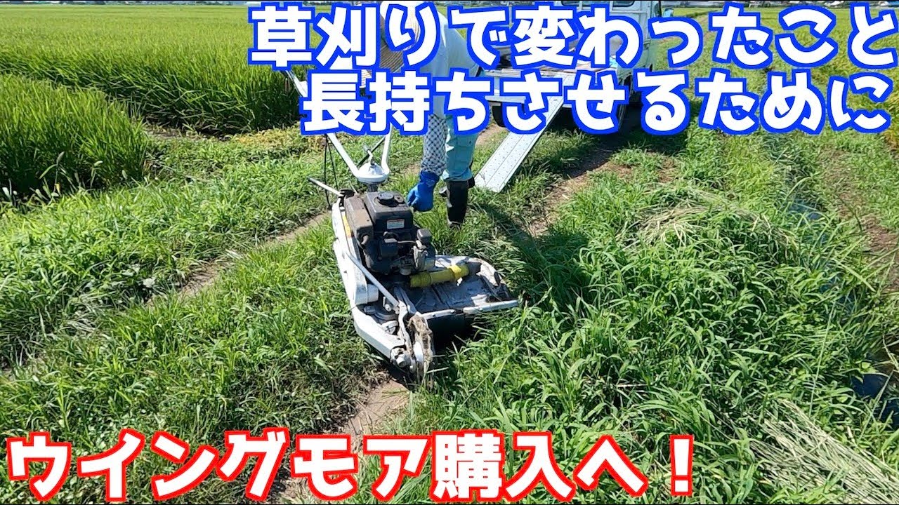 ウイングモア購入！長持ちさせるために - YouTube