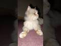 Cute Cats video #cute #shortvideo #cats #youtubeshorts #trending