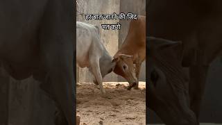 हर बात जानने की जिद मत करो॥cow friendly fight #pet family vlog #shorts # mini vlog