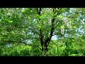 Природа Весной 4K ~Пение Птиц, Жужжание Пчёл, Цветущее Дерево ~ Музыка Природы ~ Живая Природа 4К