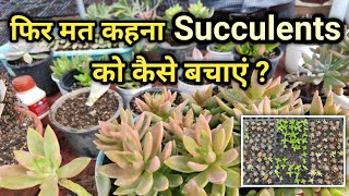 गर्मियों में Succulents को कैसे बचाएं | How to save Succulents During Summer