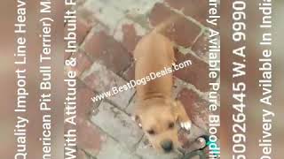 Exotic Extraordinary Apbt American Pit Bull Terrier Puppy 9350926445 Tamil Nadu Hydrabad Kerla Goa