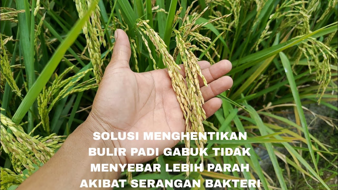 BULIR PADI GABUK TERSERANG BAKTERI #sahabattaninusantara #bakteri 