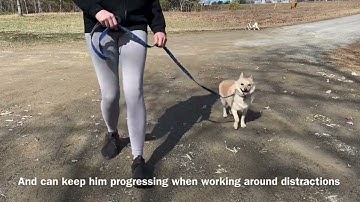 Prong collar intro with pulling Schipperke — Balanced Dog Training
