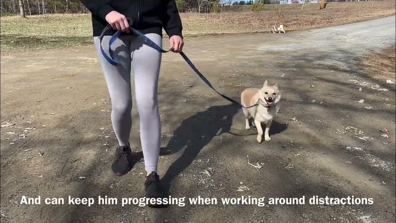 Prong collar intro with pulling Schipperke — Balanced Dog Training
