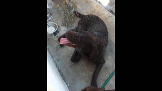 Tango Takes A Shower