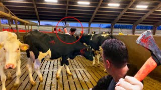 Pretty Cows - Smart Cow Farm, Unreal Machines, Technology Of Reproduction And Cultivation Of Cows